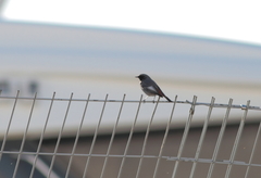 Phoenicurus ochruros gibraltariensis