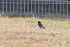 Phoenicurus ochruros gibraltariensis