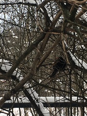 Turdus merula