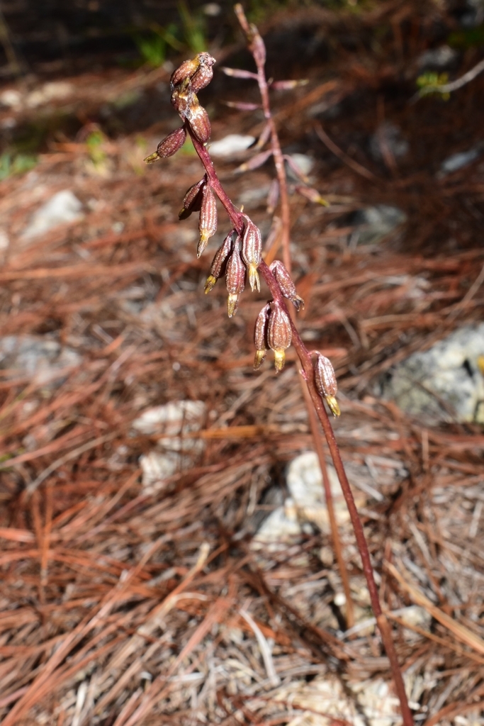 Corallorhiza ekmanii