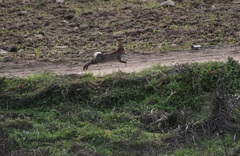 Oryctolagus cuniculus