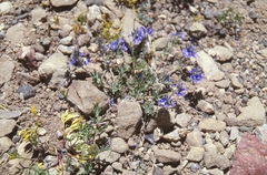 Veronica fridericae