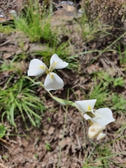 Moraea albicuspa