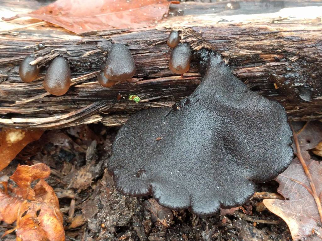 Exidia truncata