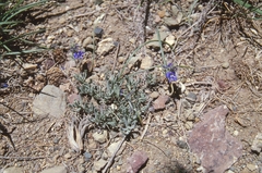 Veronica fridericae