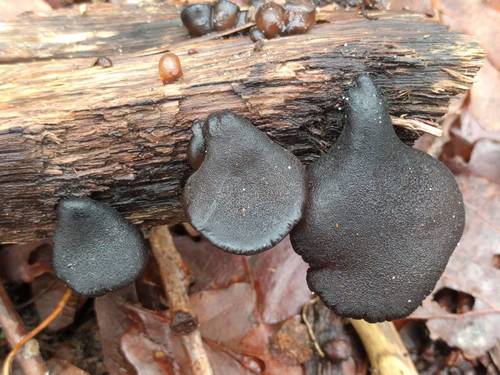 Exidia truncata