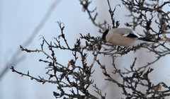 Pyrrhula pyrrhula cassinii