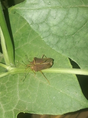 Anasa varicornis