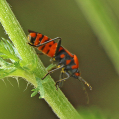 Spilostethus pacificus