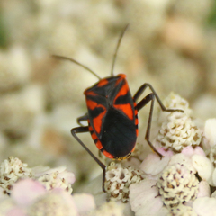 Spilostethus pacificus