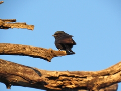 Dicrurus adsimilis fugax