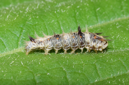 Spiny Bollworm