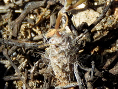 Anacampseros filamentosa