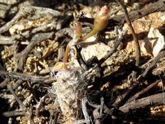 Anacampseros filamentosa