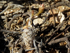 Anacampseros filamentosa