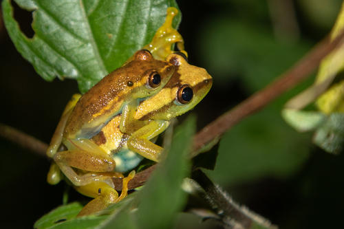 Spiny-throated Reed Frog