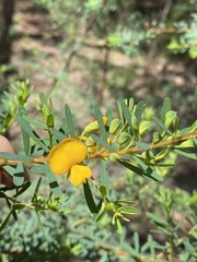 Pultenaea euchila