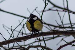 Parus major