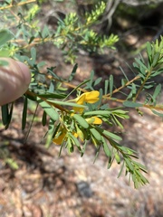 Pultenaea euchila