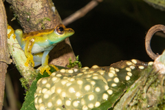 Hyperolius spinigularis