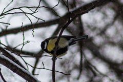 Parus major