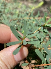 Pultenaea euchila