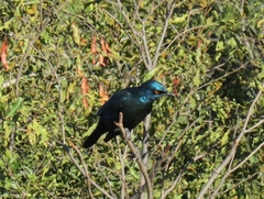 Lamprotornis chalybaeus