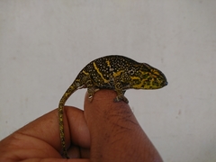 Furcifer willsii