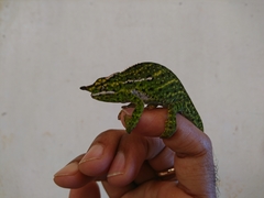 Furcifer willsii