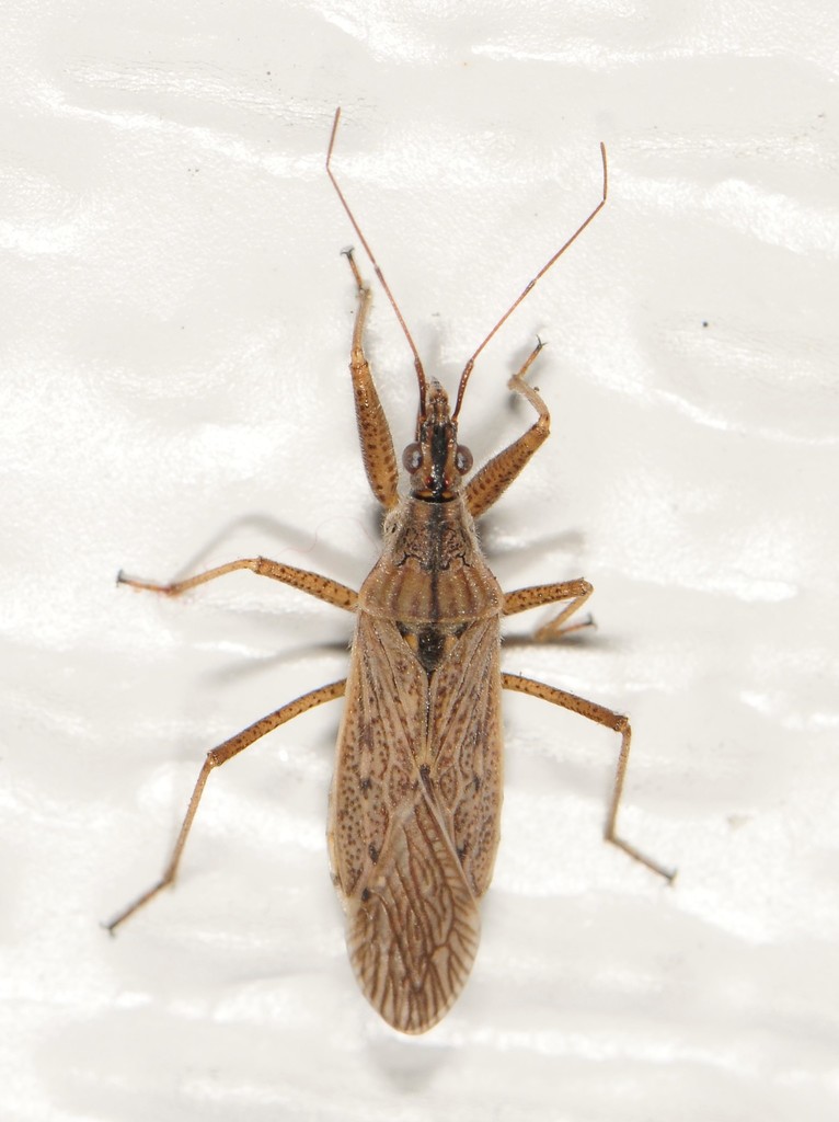 Common Damsel Bug