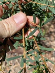 Pultenaea euchila