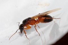 Camponotus sanctus