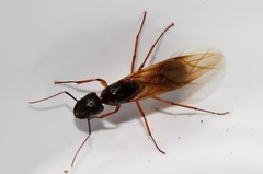 Camponotus sanctus
