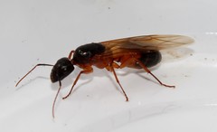 Camponotus sanctus