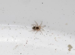 Oecobius maculatus