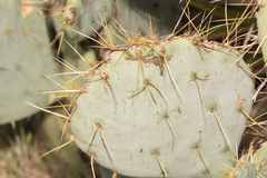 Opuntia chisosensis