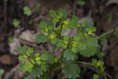 Chrysosplenium flagelliferum
