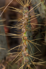 Opuntia chisosensis