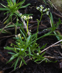 Draba minima