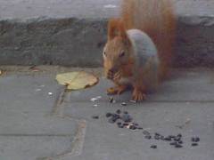 Sciurus vulgaris