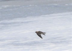 Leucosticte arctoa