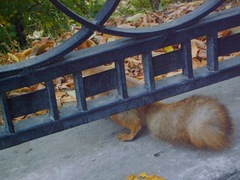 Sciurus vulgaris