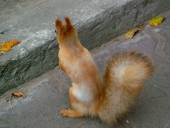 Sciurus vulgaris