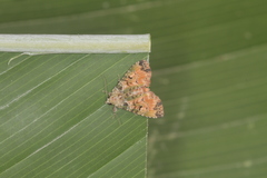 Chytonix