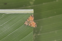 Chytonix