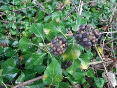 Hedera