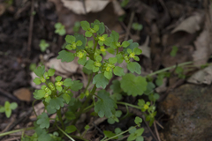 Chrysosplenium flagelliferum