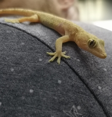 Hemidactylus mabouia