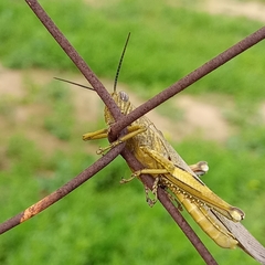 Anacridium aegyptium