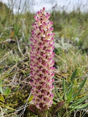 Disa fragrans